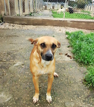 COPPA, Hund, Mischlingshund in Italien - Bild 4