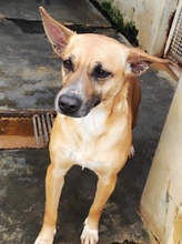 COPPA, Hund, Mischlingshund in Italien - Bild 5