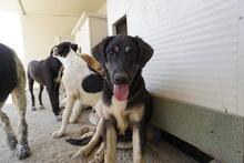SURO, Hund, Mischlingshund in Italien - Bild 11