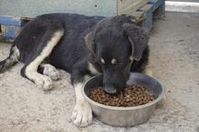 SURO, Hund, Mischlingshund in Italien - Bild 14