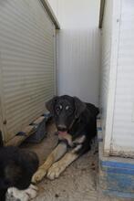 SURO, Hund, Mischlingshund in Italien - Bild 20