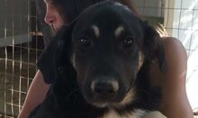 SURO, Hund, Mischlingshund in Italien - Bild 21