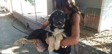 SURO, Hund, Mischlingshund in Italien - Bild 22