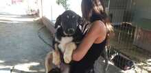 SURO, Hund, Mischlingshund in Italien - Bild 23