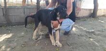 SURO, Hund, Mischlingshund in Italien - Bild 24