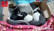 SURO, Hund, Mischlingshund in Italien - Bild 25