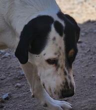 SOLOMON, Hund, Mischlingshund in Italien - Bild 1
