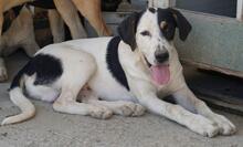 SOLOMON, Hund, Mischlingshund in Italien - Bild 19