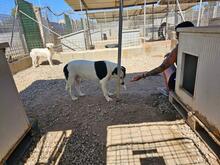 SOLOMON, Hund, Mischlingshund in Italien - Bild 2