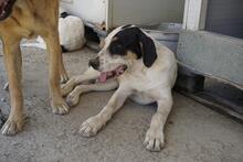 SOLOMON, Hund, Mischlingshund in Italien - Bild 22