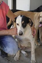 SOLOMON, Hund, Mischlingshund in Italien - Bild 24