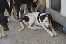 SOLOMON, Hund, Mischlingshund in Italien - Bild 26