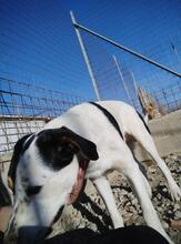 SOLOMON, Hund, Mischlingshund in Italien - Bild 8
