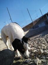 SOLOMON, Hund, Mischlingshund in Italien - Bild 9
