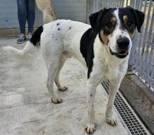 SHIRO, Hund, Mischlingshund in Italien - Bild 1