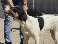 SHIRO, Hund, Mischlingshund in Italien - Bild 17