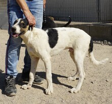 SHIRO, Hund, Mischlingshund in Italien - Bild 18