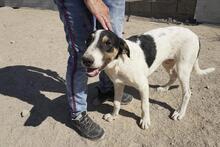 SHIRO, Hund, Mischlingshund in Italien - Bild 22