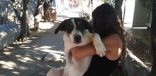 SHIRO, Hund, Mischlingshund in Italien - Bild 27