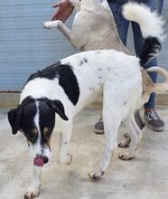 SHIRO, Hund, Mischlingshund in Italien - Bild 29