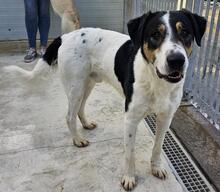 SHIRO, Hund, Mischlingshund in Italien - Bild 30