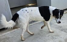 SHIRO, Hund, Mischlingshund in Italien - Bild 33