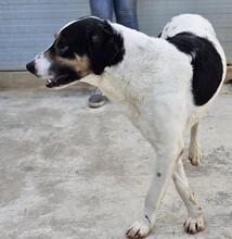 SHIRO, Hund, Mischlingshund in Italien - Bild 34