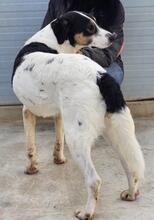 SHIRO, Hund, Mischlingshund in Italien - Bild 36