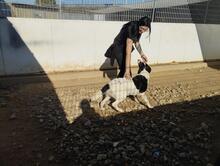 SHIRO, Hund, Mischlingshund in Italien - Bild 4