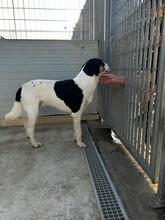 SHIRO, Hund, Mischlingshund in Italien - Bild 9