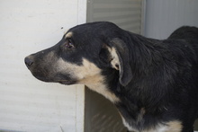 SANSONE, Hund, Mischlingshund in Italien - Bild 10