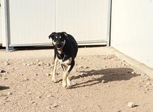 SANSONE, Hund, Mischlingshund in Italien - Bild 13