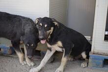 SANSONE, Hund, Mischlingshund in Italien - Bild 18