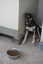 SANSONE, Hund, Mischlingshund in Italien - Bild 20