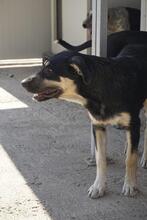 SANSONE, Hund, Mischlingshund in Italien - Bild 21
