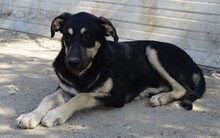 SANSONE, Hund, Mischlingshund in Italien - Bild 22
