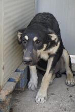 SANSONE, Hund, Mischlingshund in Italien - Bild 23