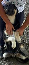 SANSONE, Hund, Mischlingshund in Italien - Bild 29