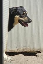 SANSONE, Hund, Mischlingshund in Italien - Bild 30