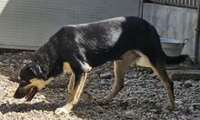SANSONE, Hund, Mischlingshund in Italien - Bild 31