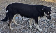 SANSONE, Hund, Mischlingshund in Italien - Bild 34
