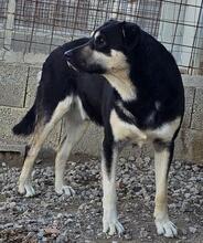 SANSONE, Hund, Mischlingshund in Italien - Bild 35