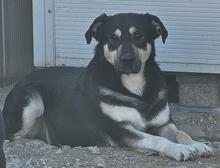 SANSONE, Hund, Mischlingshund in Italien - Bild 37