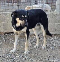 SANSONE, Hund, Mischlingshund in Italien - Bild 38