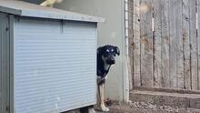 SANSONE, Hund, Mischlingshund in Italien - Bild 4
