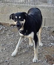 SANSONE, Hund, Mischlingshund in Italien - Bild 41