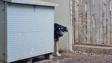 SANSONE, Hund, Mischlingshund in Italien - Bild 5