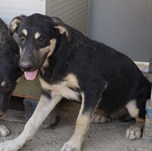SANSONE, Hund, Mischlingshund in Italien - Bild 7