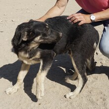 SANSONE, Hund, Mischlingshund in Italien - Bild 8