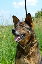 RITA, Hund, Mischlingshund in Bulgarien - Bild 3